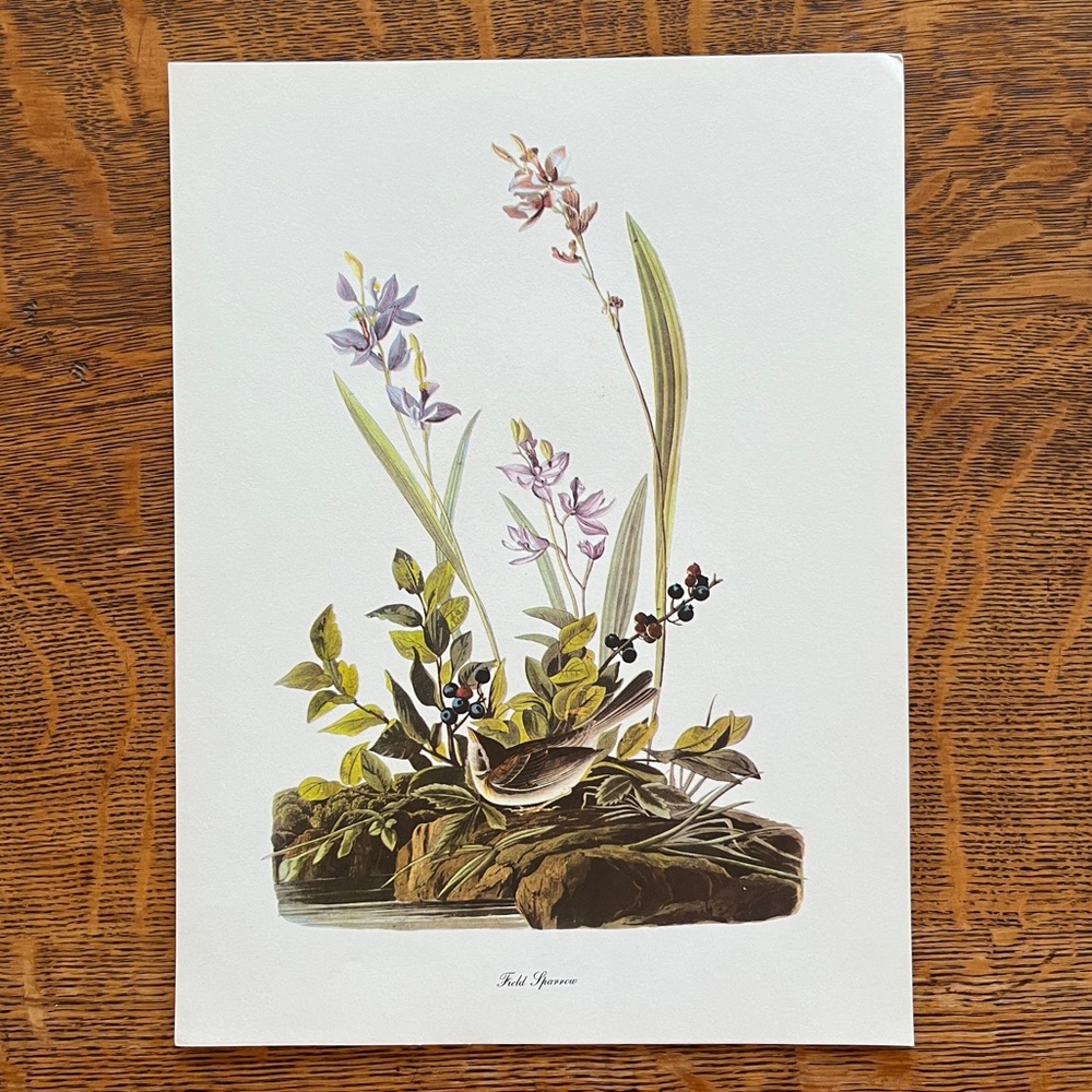 Vintage Audubon Birds of America Lithograph Print, Field Sparrow